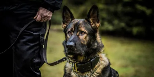Guard dog security services in Bristol and Bath